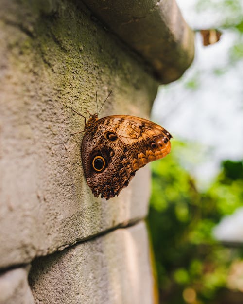 Mariposa Buho