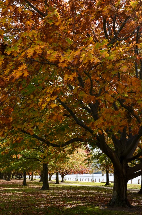 Autumn Trees in Park