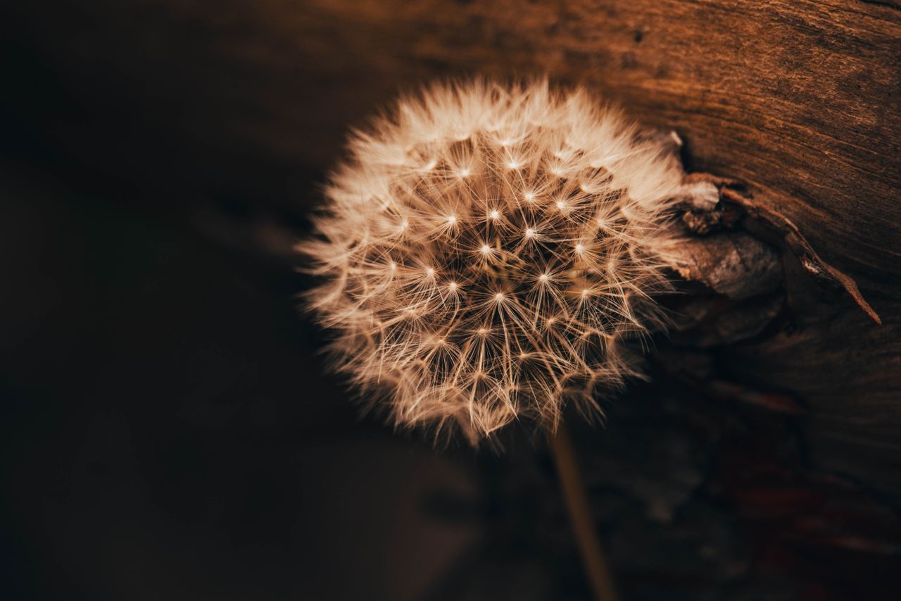 detailed close up photo of a dandelion showing fluffy seeds against a