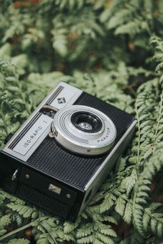 A classic vintage camera resting on lush green ferns, capturing nature's elegance.