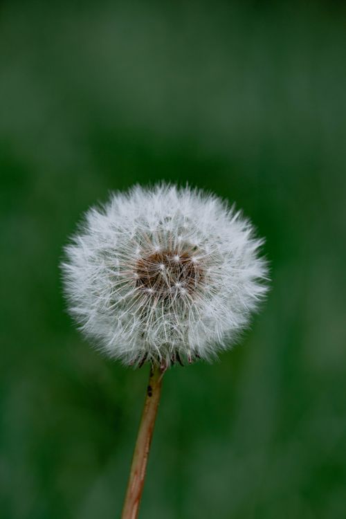Free A detailed view of a dandelion seed head with a natural green backdrop. Stock Photo