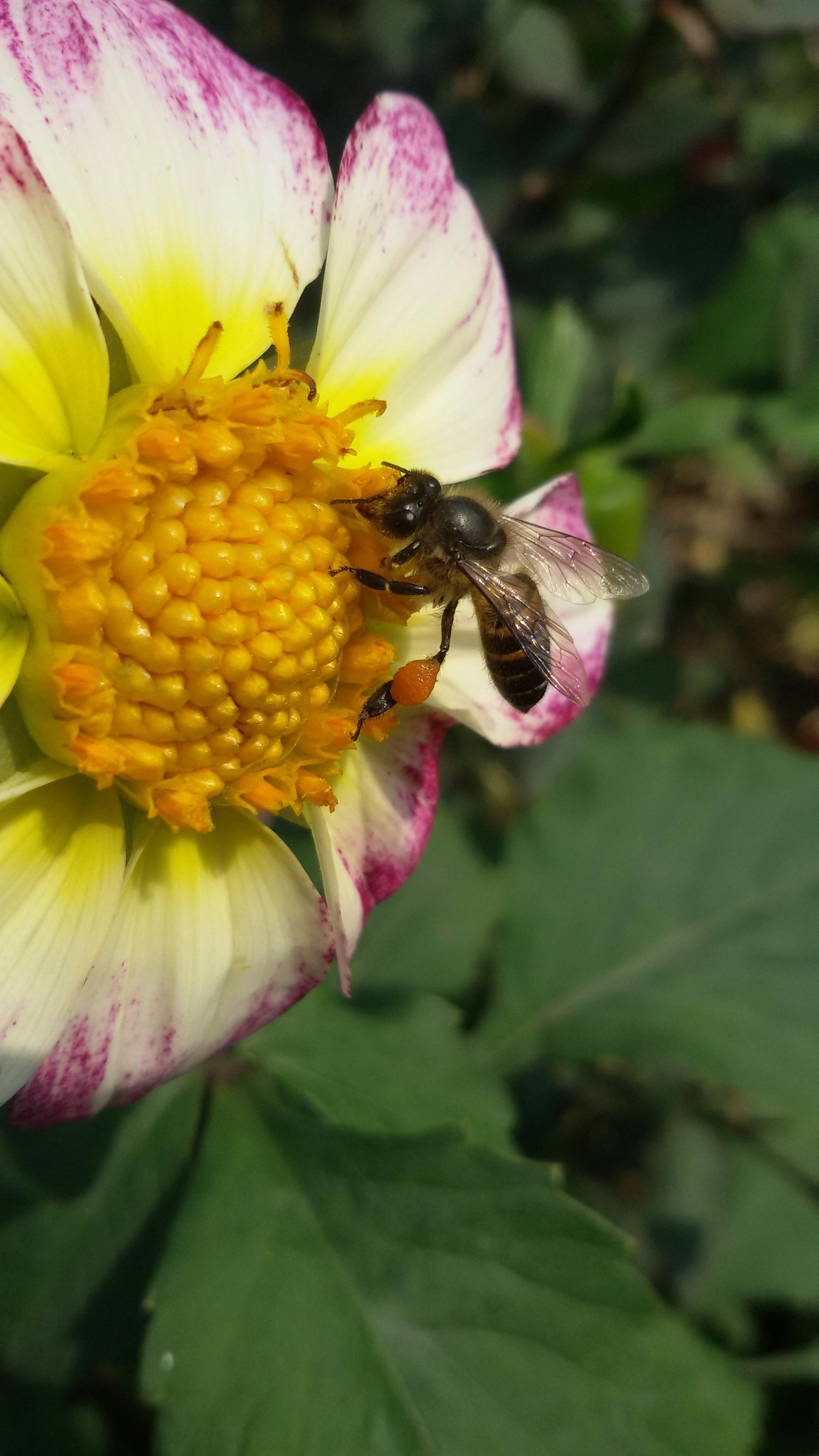 Free stock photo of bee on flower, honey bee, orange flower