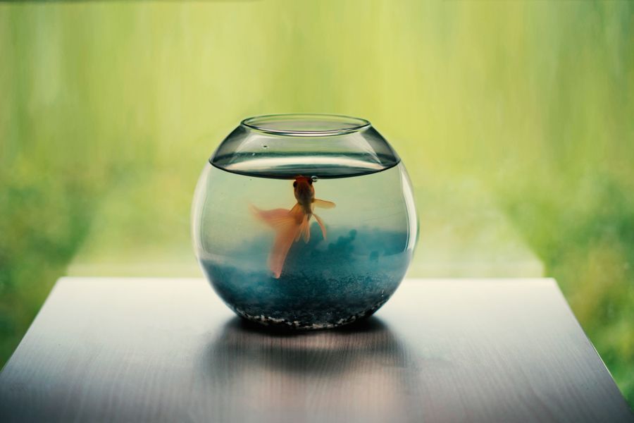 Single goldfish in a round glass fishbowl