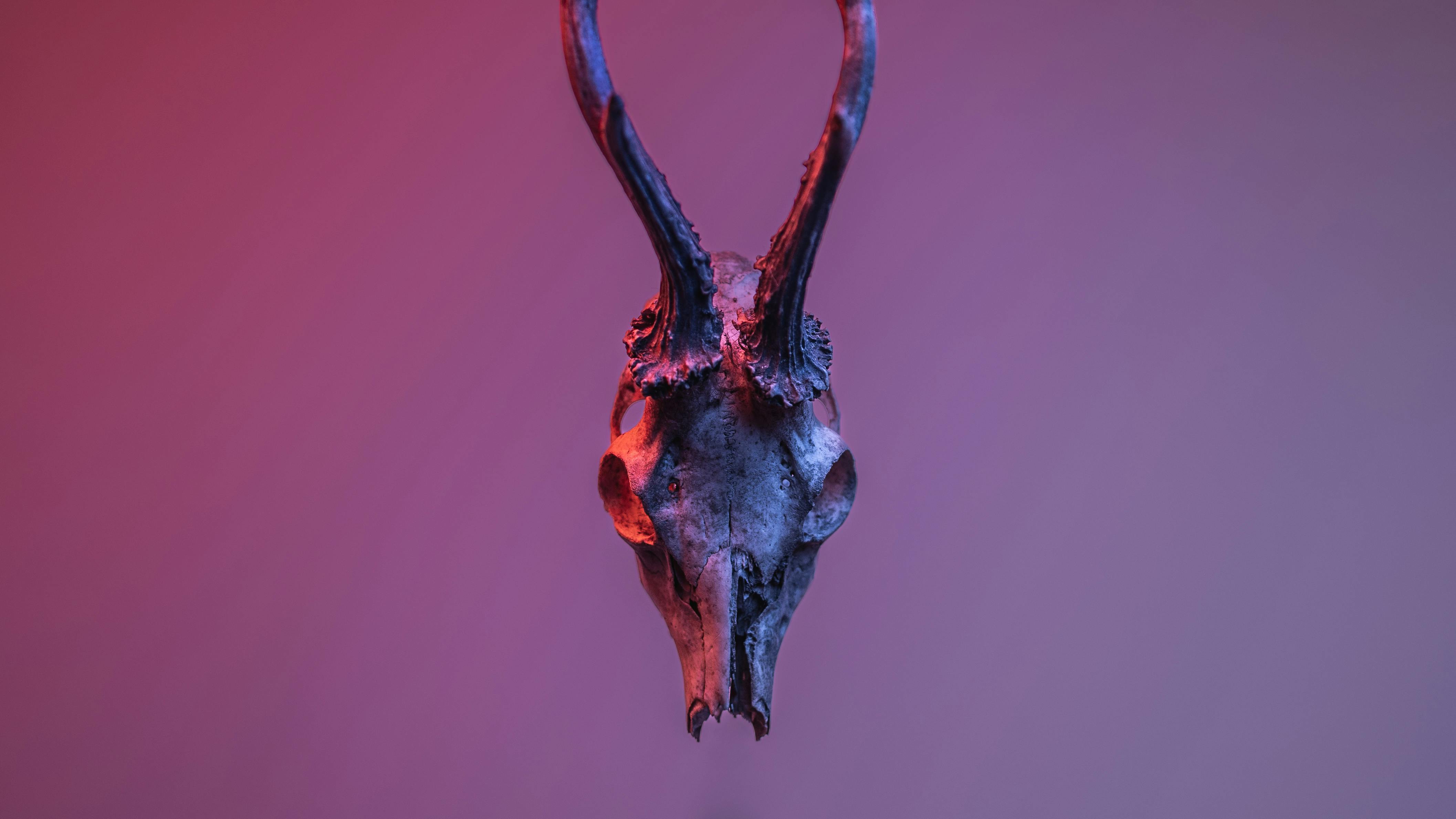 A dramatic skull with antlers set against a moody backdrop, highlighting its mystic allure.