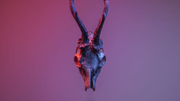 A dramatic skull with antlers set against a moody backdrop, highlighting its mystic allure.