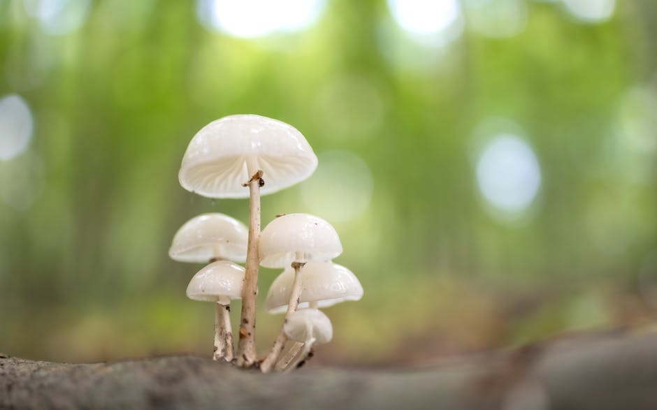 magic mushrooms - magic mushrooms Michigan