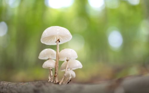 Free White mushrooms cluster on a log with a dreamy forest backdrop. Stock Photo