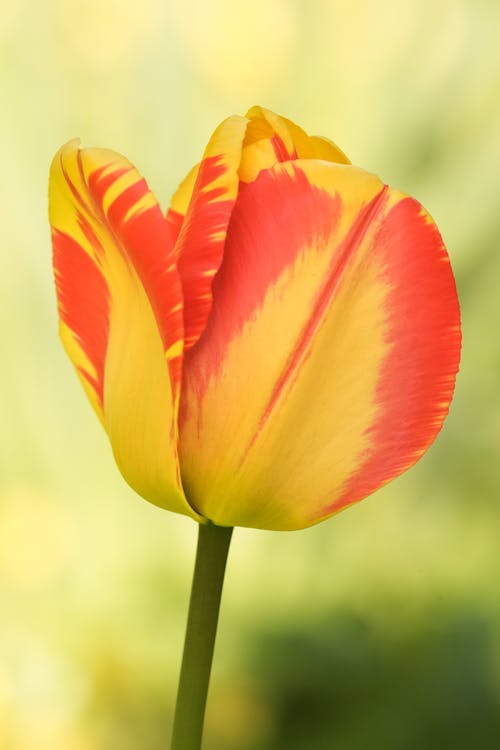 Close-up of a Red and Yellow Tulip