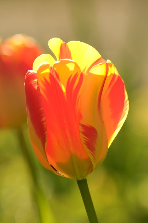 Free Close-up of a vibrant red and yellow tulip blooming in the spring sunlight. Stock Photo