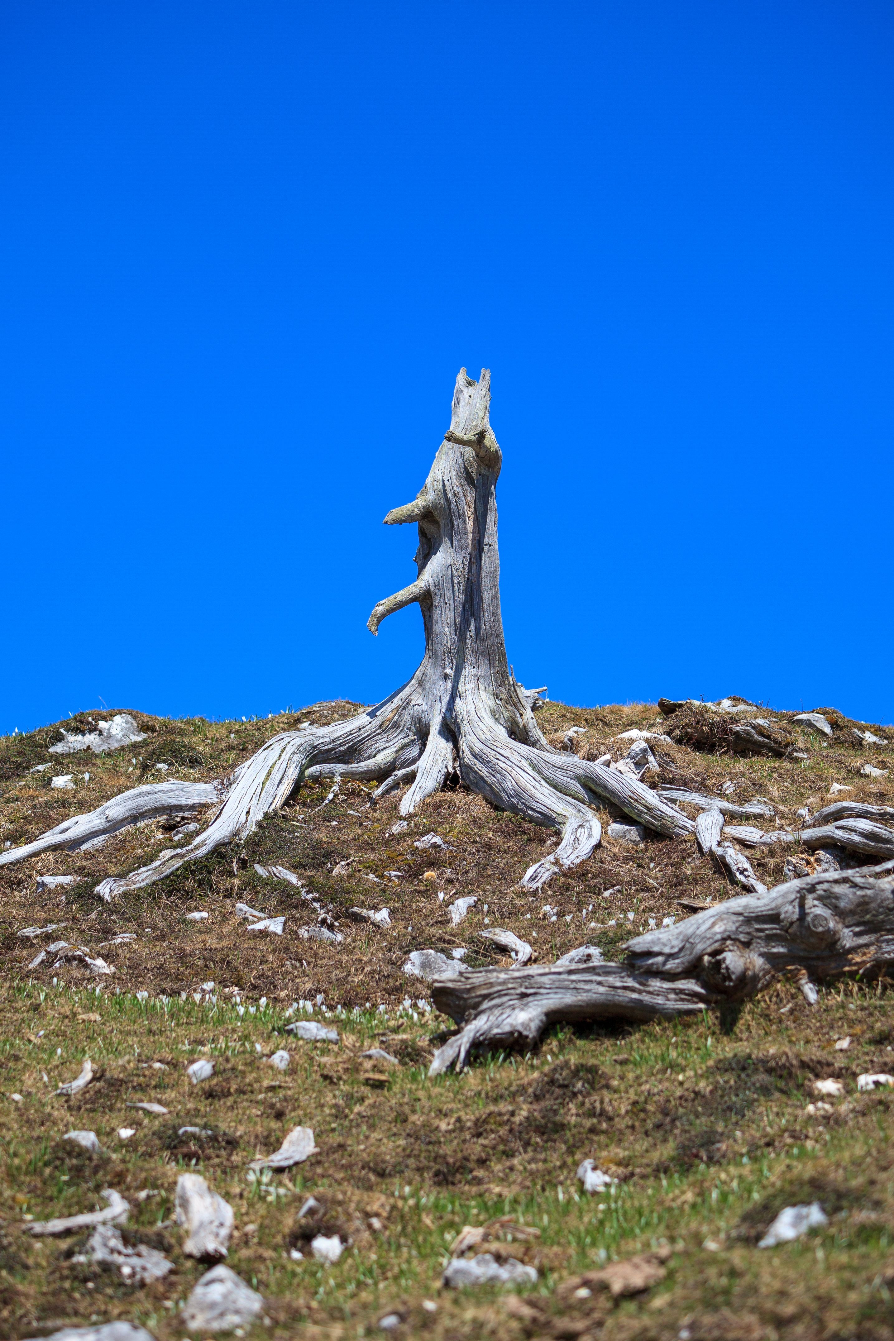 Clear Sky over Withered Tree Trunk · Free Stock Photo