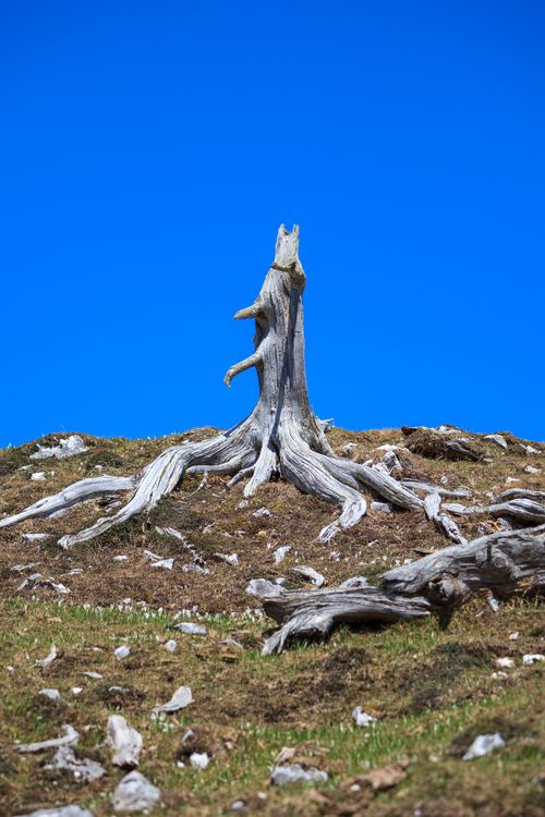 Free A withered tree stump stands prominently on a rocky landscape under a clear blue sky. Stock Photo