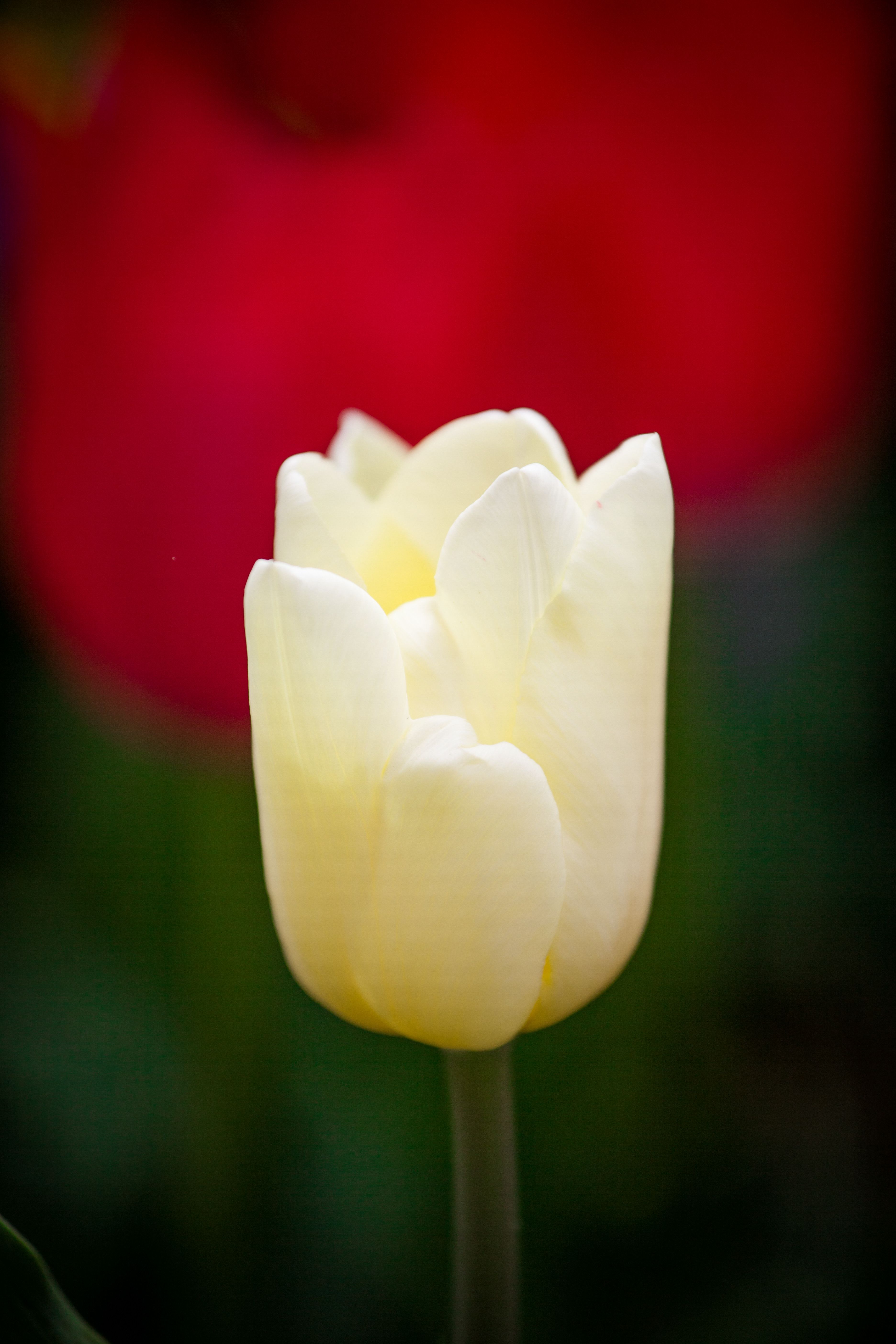 Close-up of a White Tulip · Free Stock Photo