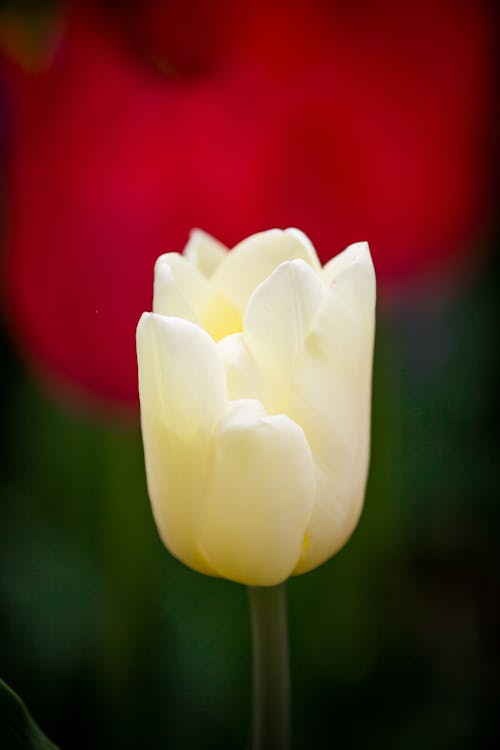 Close-up of a White Tulip 