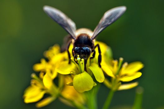 Bee on Flower