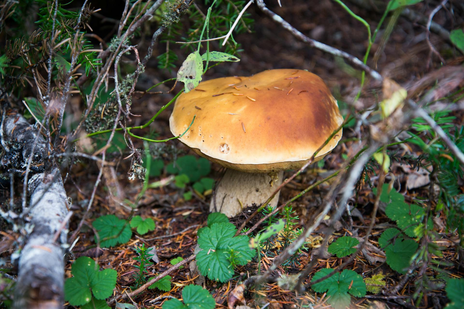 Brown Mushroom