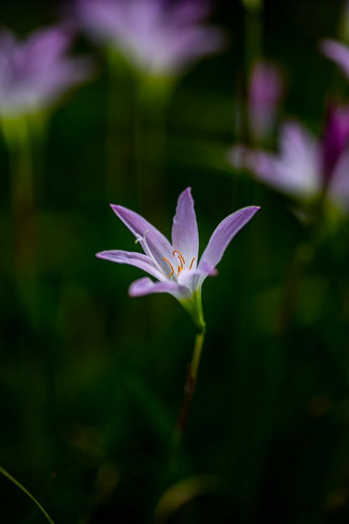 Základová fotografie zdarma na téma déšť-lily, detail, fialová