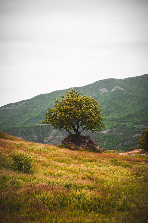 Immagine gratuita di albero, colline, isolamento