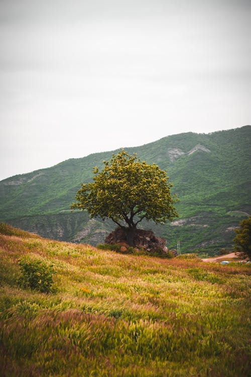 Lone Tree in a Grass Land wiht Mountains in the Distance 