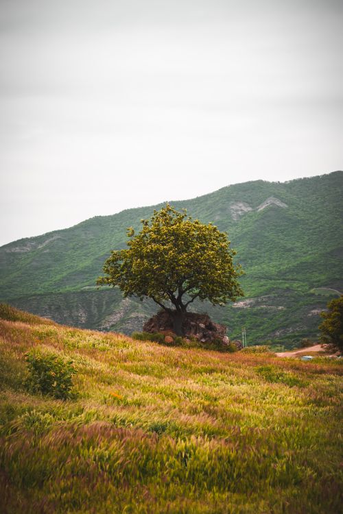 Free A lone tree stands amid rolling hills under a cloudy sky, symbolizing solitude. Stock Photo