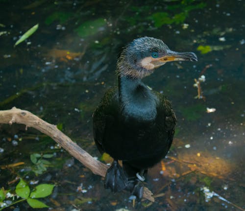 Imagine de stoc gratuită din a închide, animal, cormoran mare