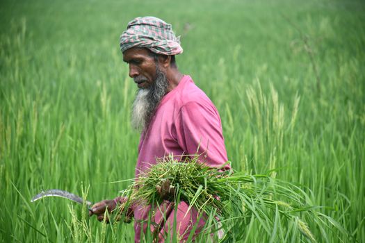 Farmer Working with Sickle