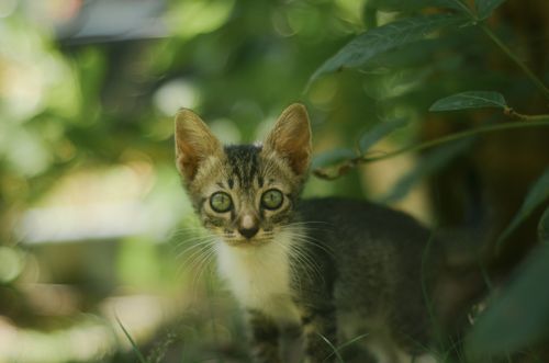 Free Cute kitten exploring lush green surroundings on a sunny day, embodying curiosity and charm. Stock Photo