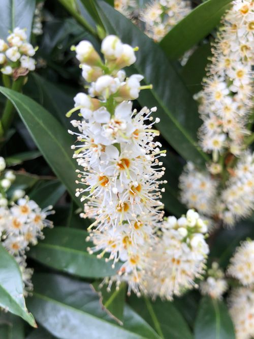 Free Detailed view of blooming Prunus lusitanica showcasing vibrant spring flora. Stock Photo