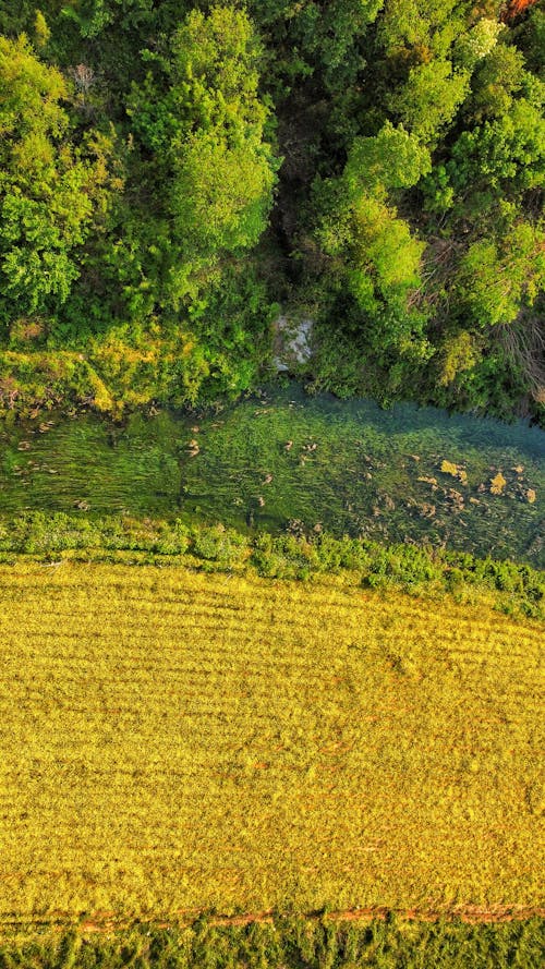 Imagine de stoc gratuită din apă curgătoare, arbori, câmp