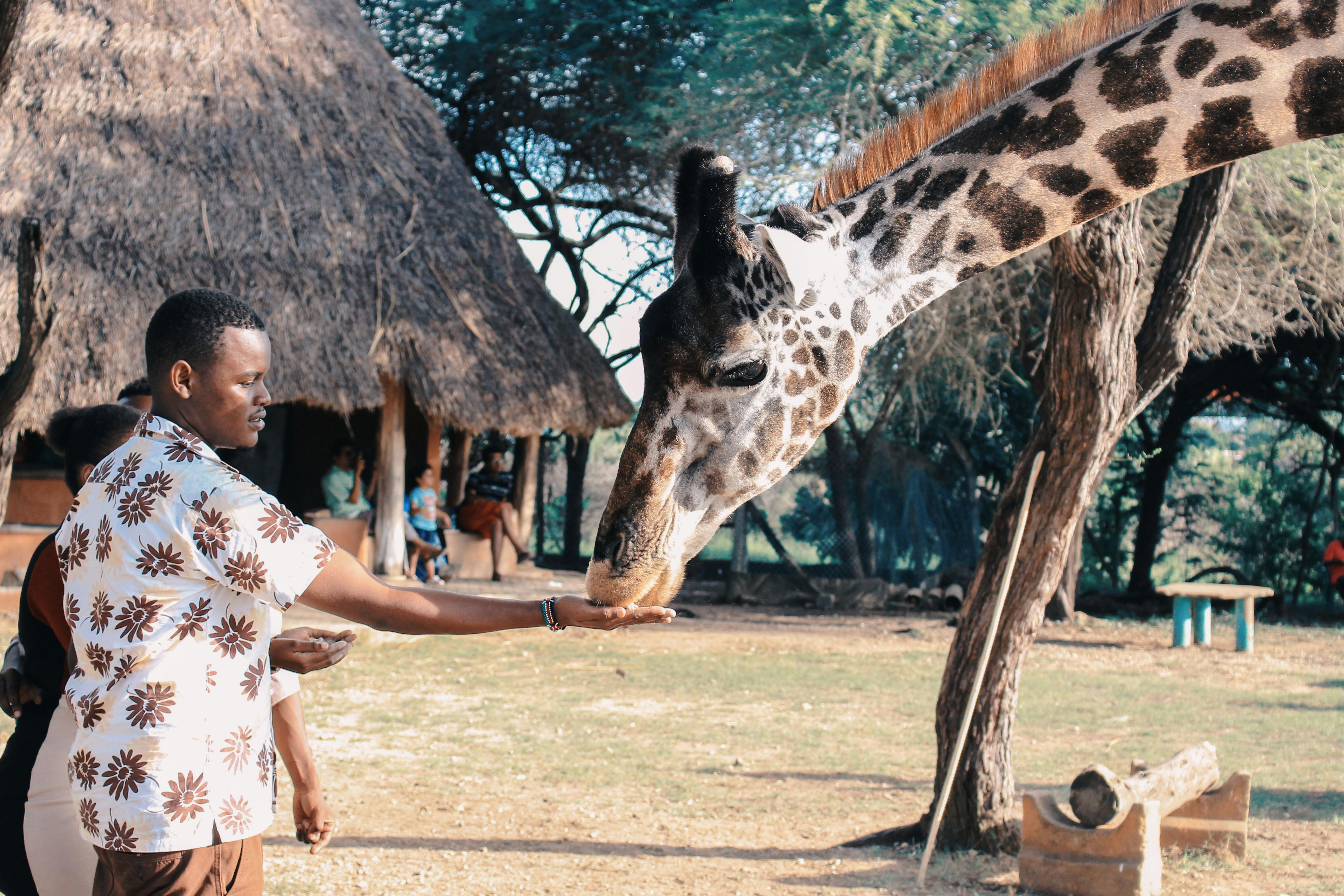 Exploring Africa on a Budget: Tips for an Affordable Safari