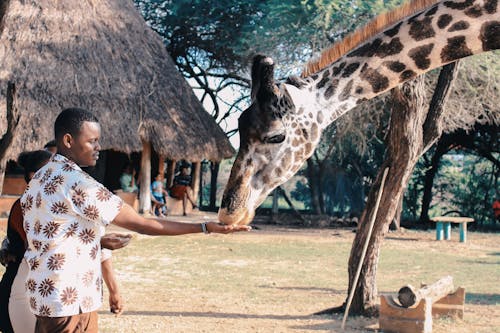 Personne Qui Nourrit La Girafe