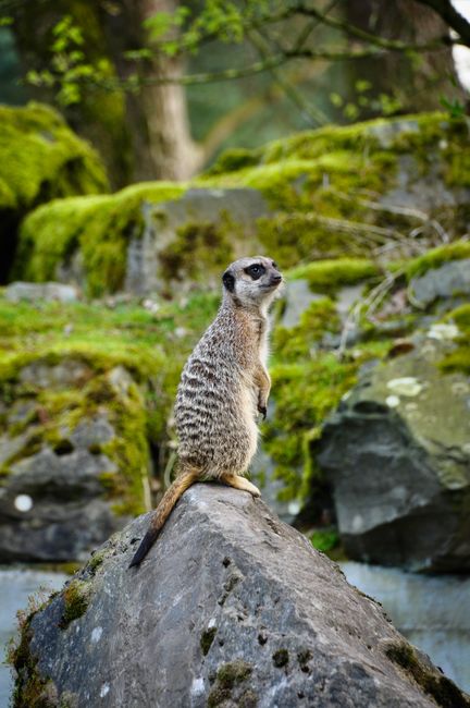 A curious meerkat stands alert on a moss-covered rock surrounded by lush greenery.