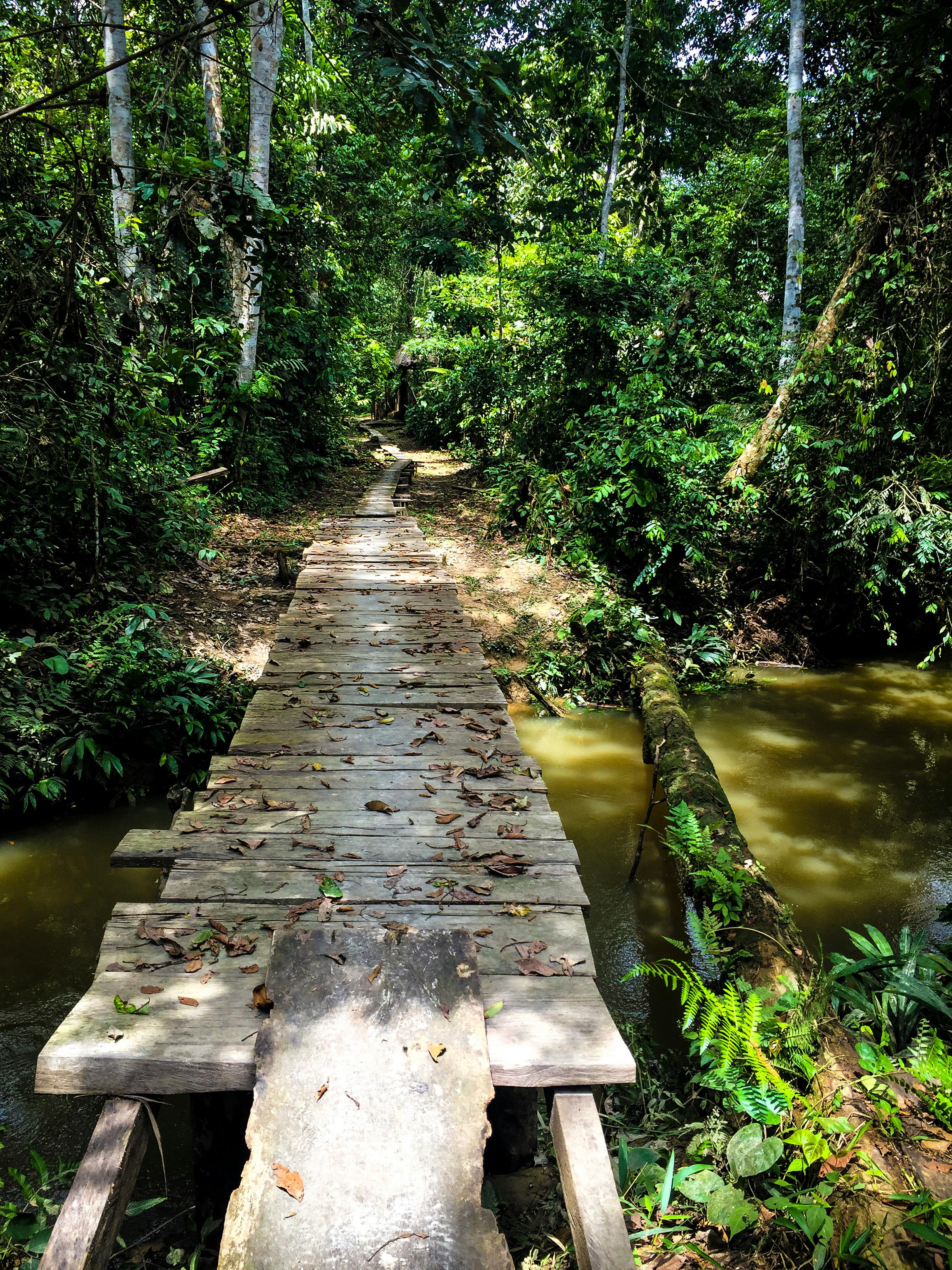 Free stock photo of amazon jungle, bridge in amazon jungle, centro das