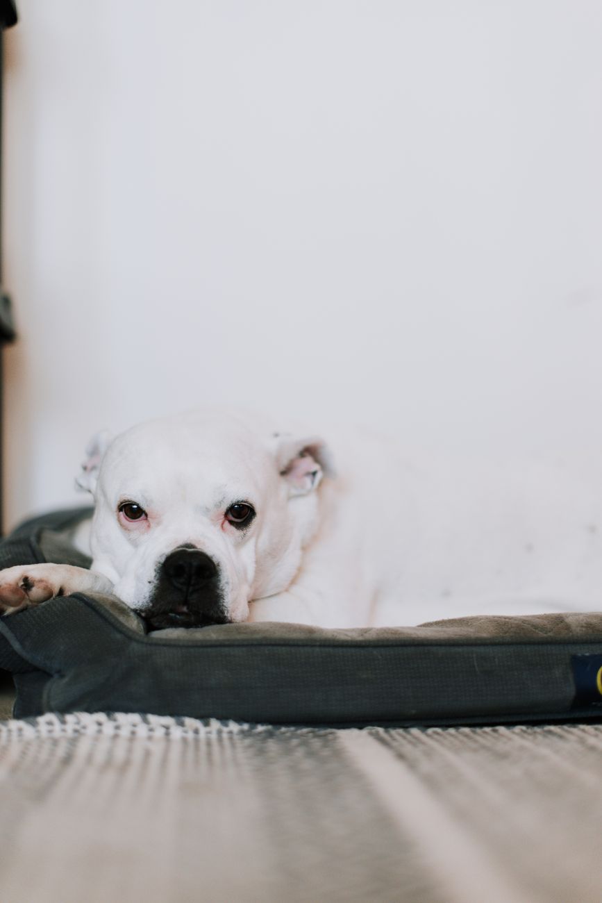 Dog resting on a supportive bed at home