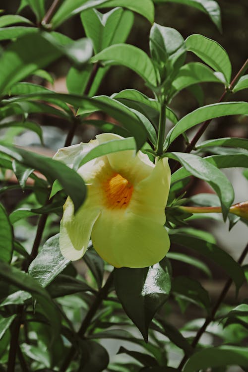 Close-up of a Yellow Flower and Green Leaves 