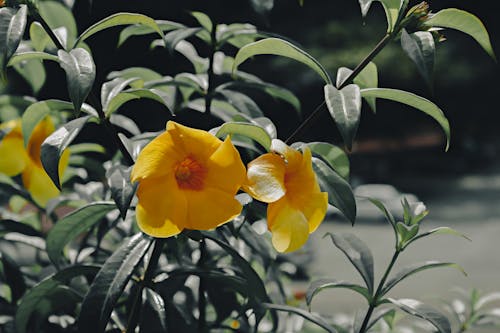 Close-up of Yellow Flowers and Green Leaves