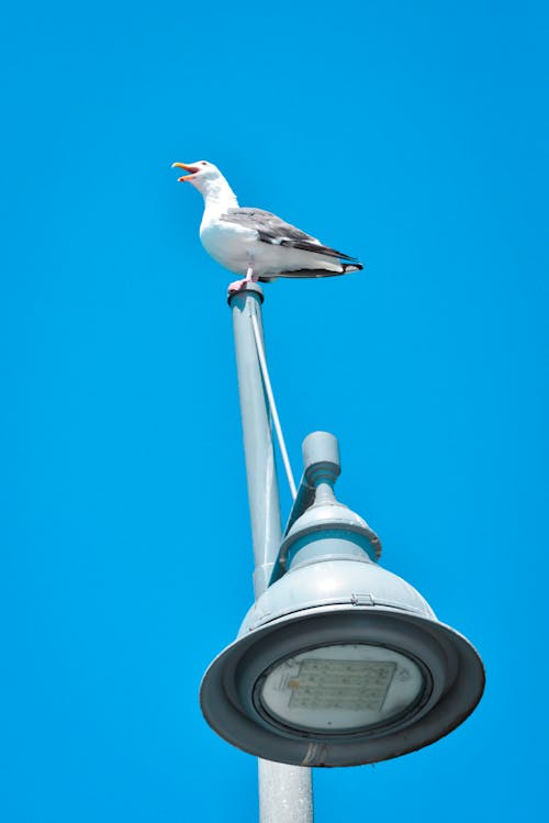 Seagull Perching on the Light Post 
