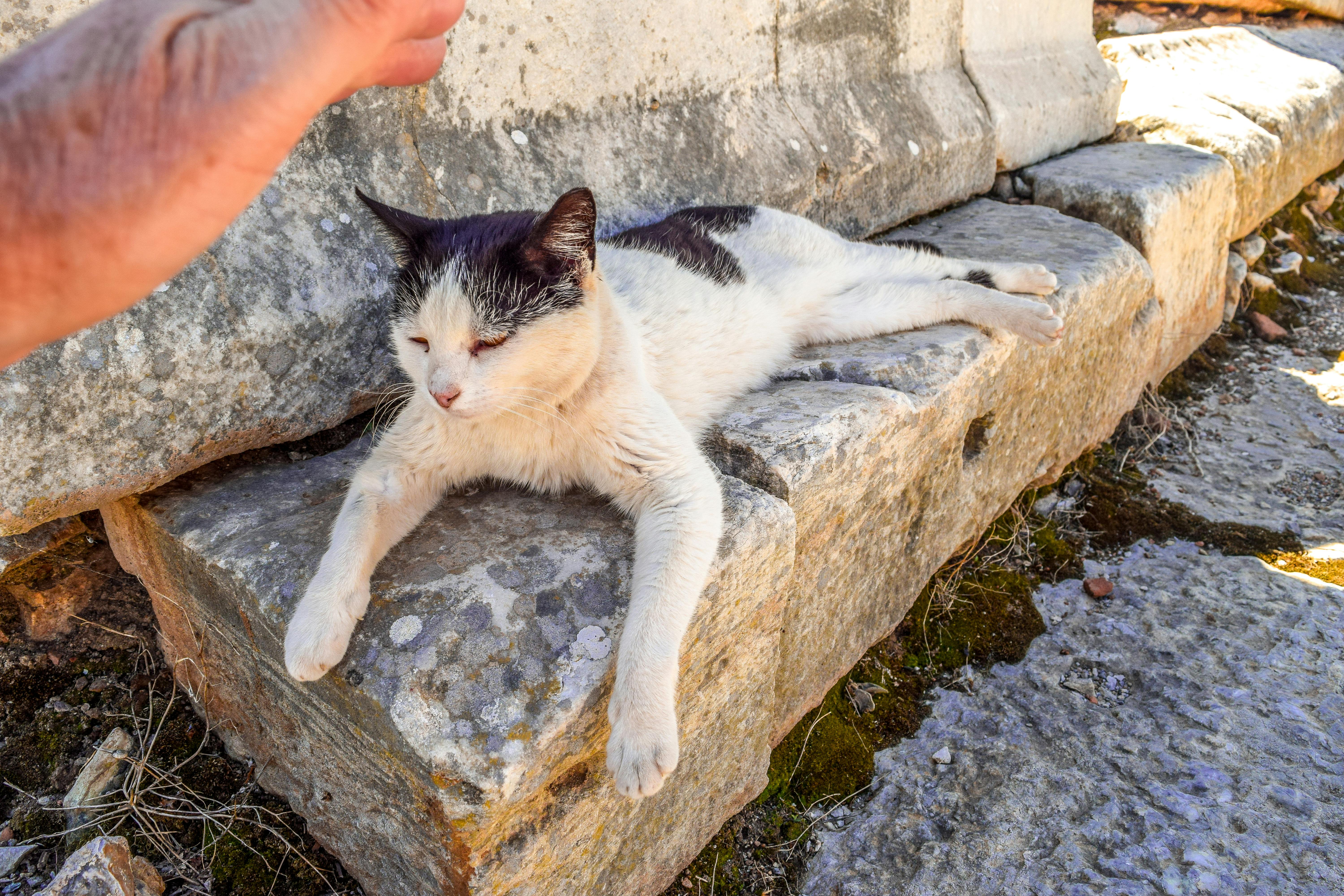 Free stock photo of ancient slab, cat, feline