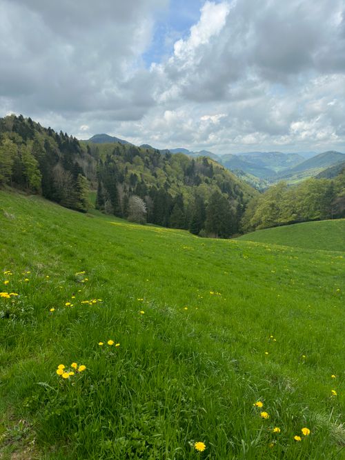 Free Lush green meadow with yellow flowers and distant rolling hills under a cloudy sky. Stock Photo