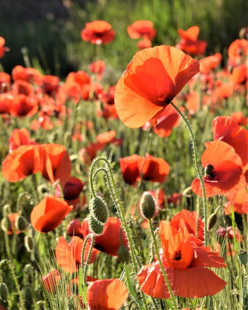 Close-up of Poppies of a Field 