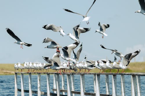 Безкоштовне стокове фото на тему «берег, море, морських птахів»