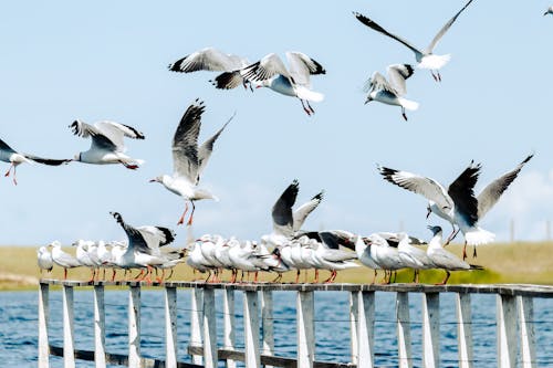Free Flock of Seagulls Perching on a Railing of Wooden Pier Stock Photo
