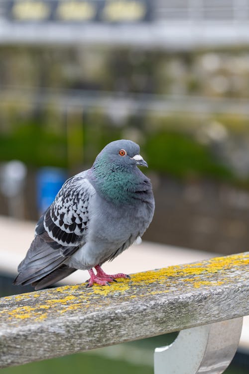 Close-up of a Pigeon Perching on a Fence 