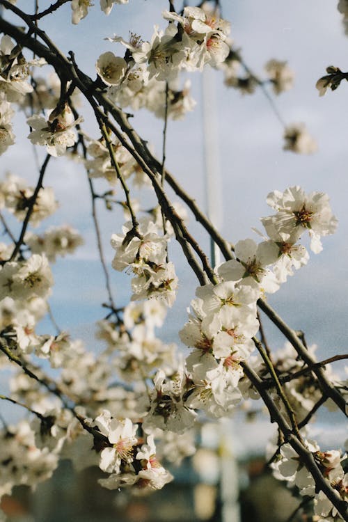 가지, 나무, 봄의 무료 스톡 사진