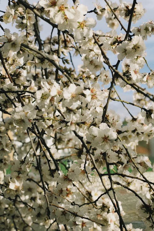Fotobanka s bezplatnými fotkami na tému flóra, jabloňový kvet, jar