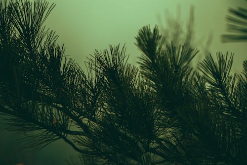 Close-up of Needles on a Coniferous Tree Branch 