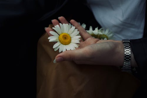 Close-up of a Woman Holding a Chamomile Flower Head 