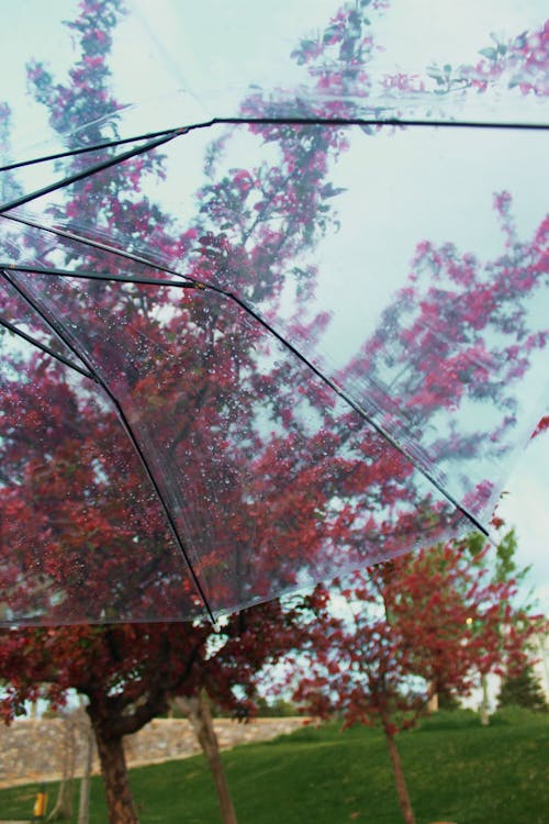 Darmowe zdjęcie z galerii z deszcz, drzewa, krajobraz