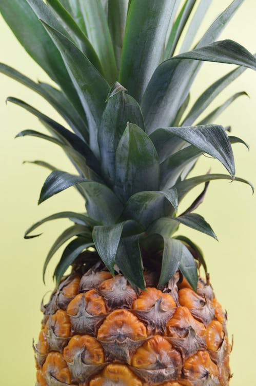 Kostenlos Ananasfrucht Stock-Foto