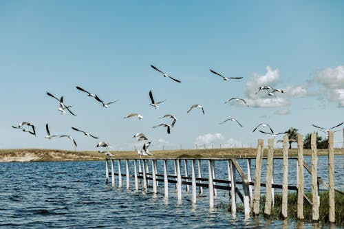 天性, 海, 海鷗 的 免费素材图片