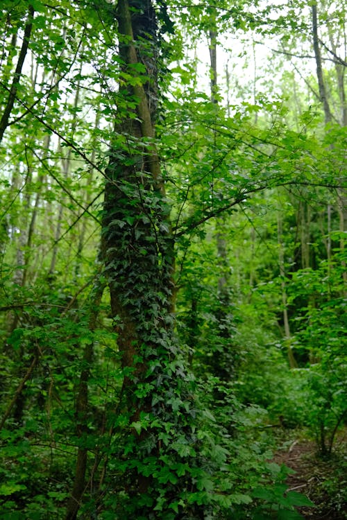 Kostenloses Stock Foto zu bäume, blätter, flora